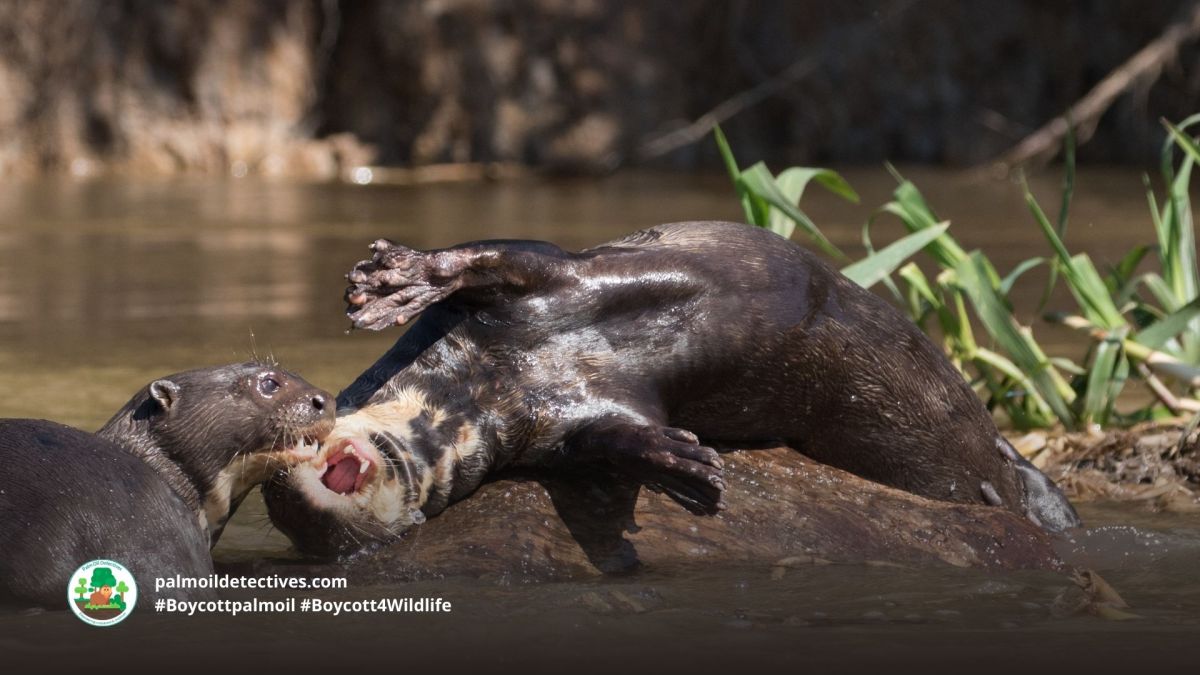 Giant Otter Pteronura&nbsp;brasiliensis