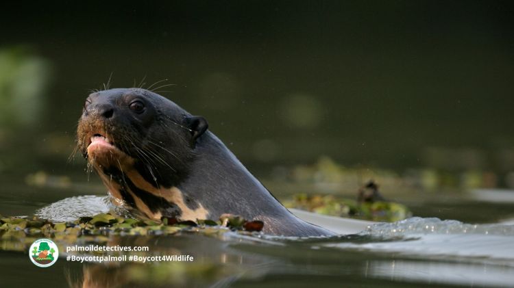 Giant Otter Pteronura brasiliensis 8