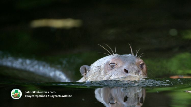 Giant Otter Pteronura brasiliensis 9