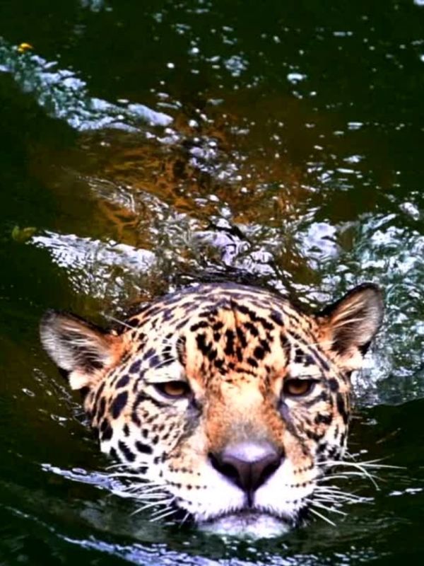 Jaguar Panthera onca
