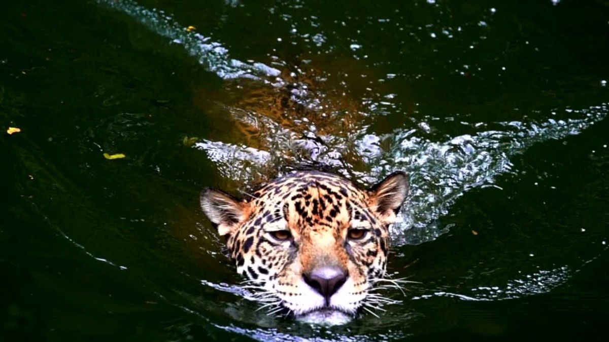 Jaguar Panthera onca