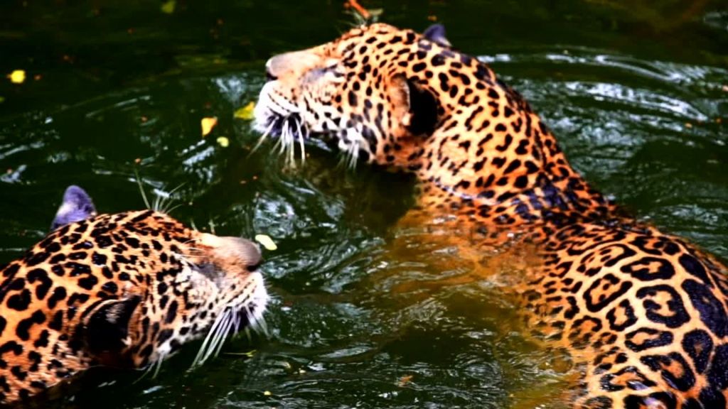 Jaguar Panthera onca 1