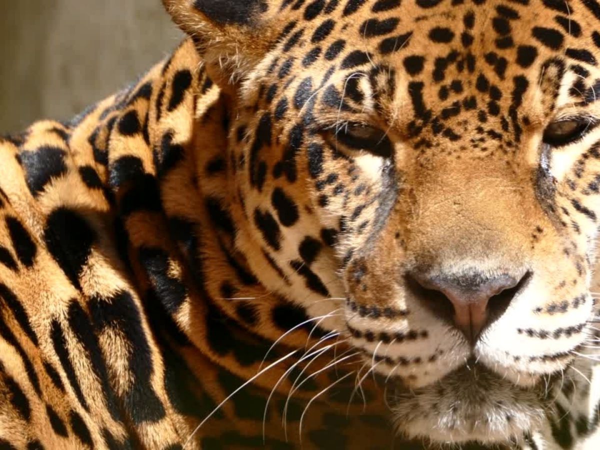 Jaguars and Pumas Eat More Monkeys in Damaged&nbsp;Forests
