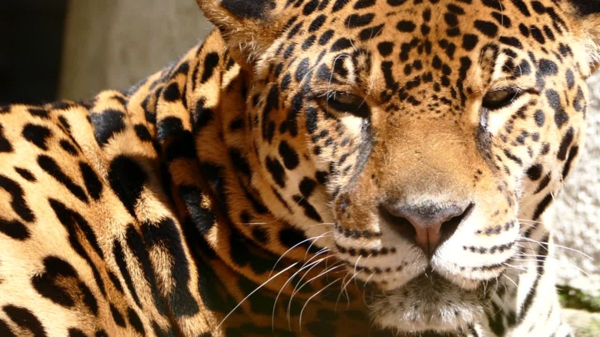 Jaguars and Pumas Eat More Monkeys in Damaged&nbsp;Forests