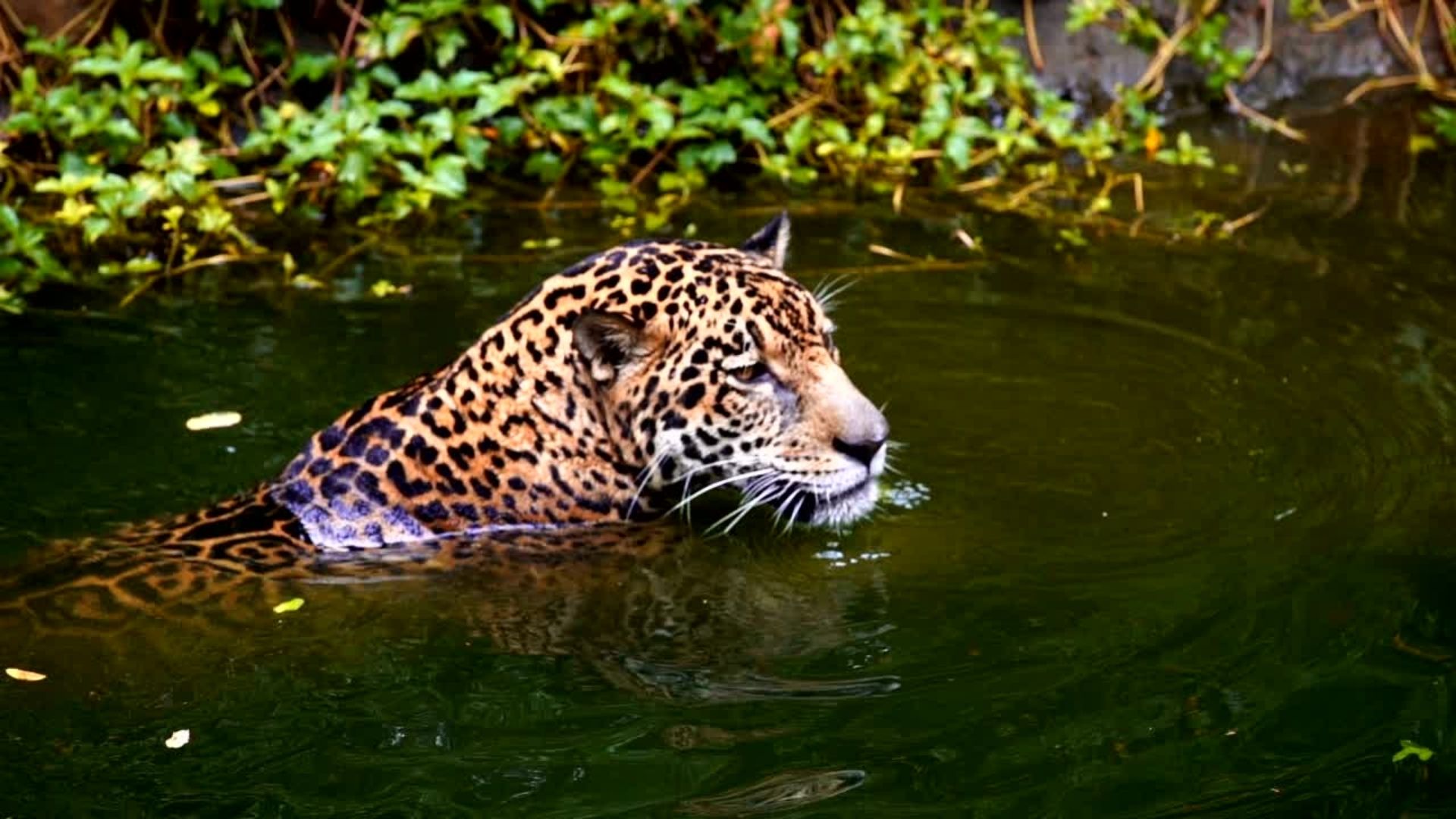 Jaguar Panthera onca playing in water