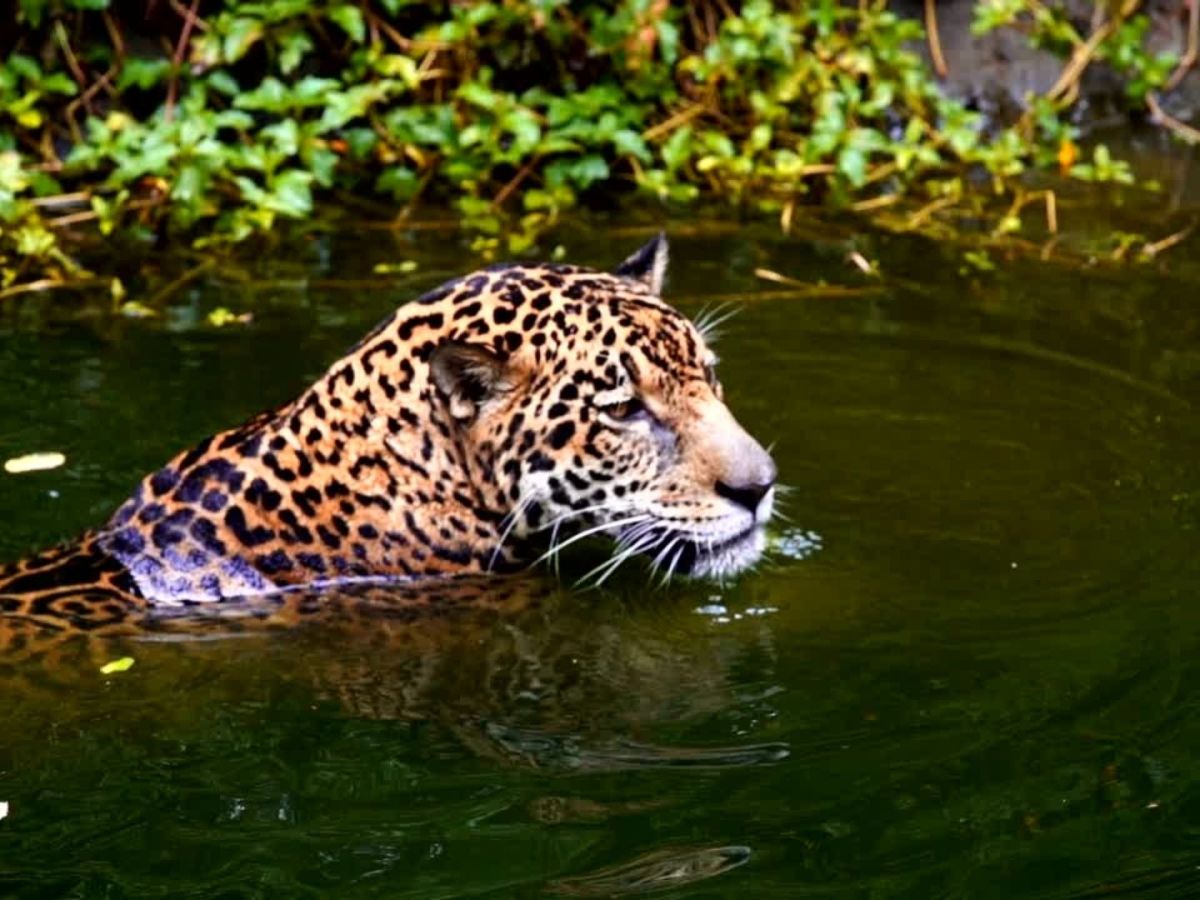 Hydroelectric Dams Take a Toll on Jaguars, Tigers and&nbsp;Lions