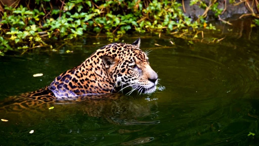 Jaguar Panthera onca playing in water