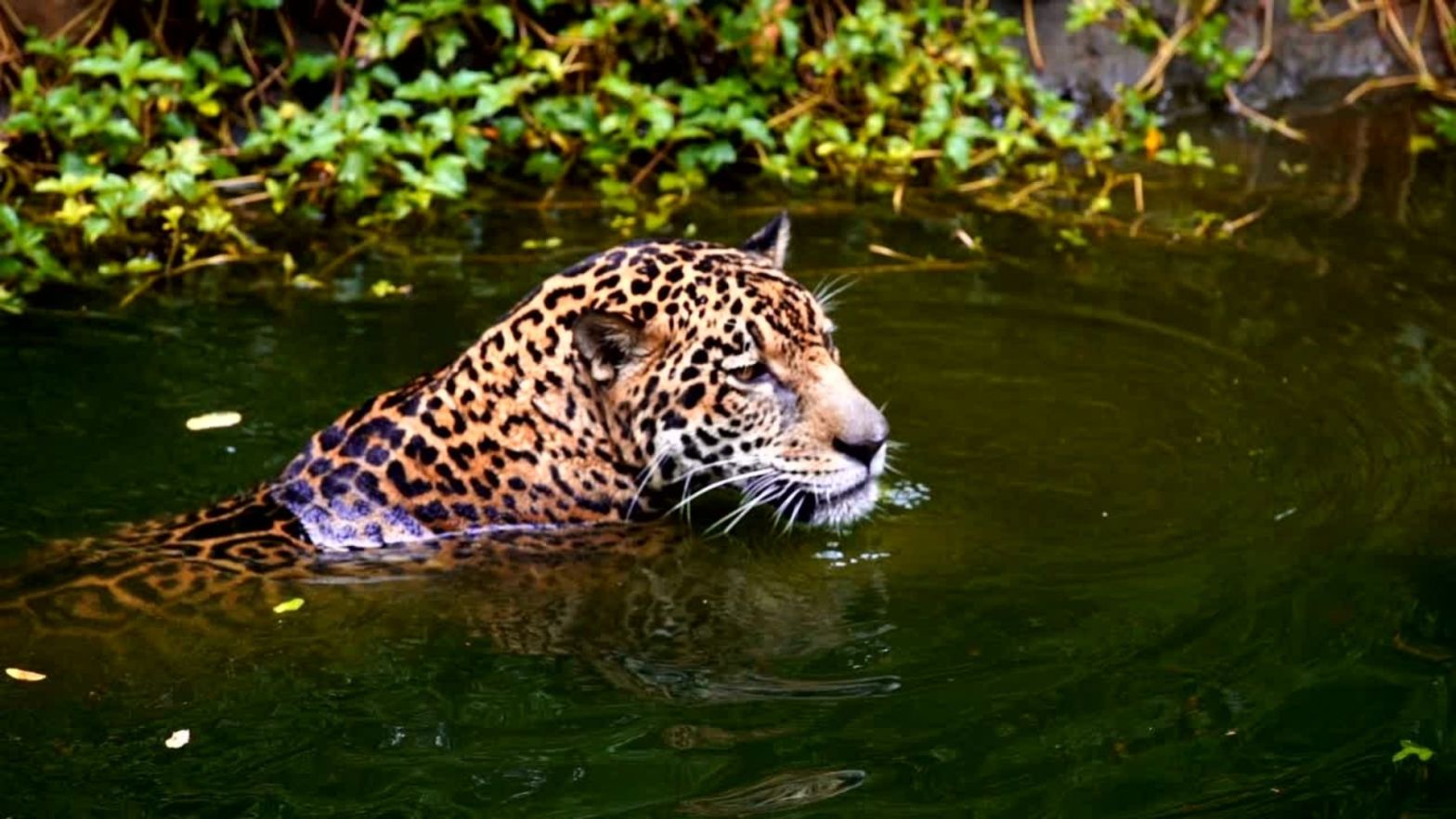 Jaguar Panthera onca playing in water