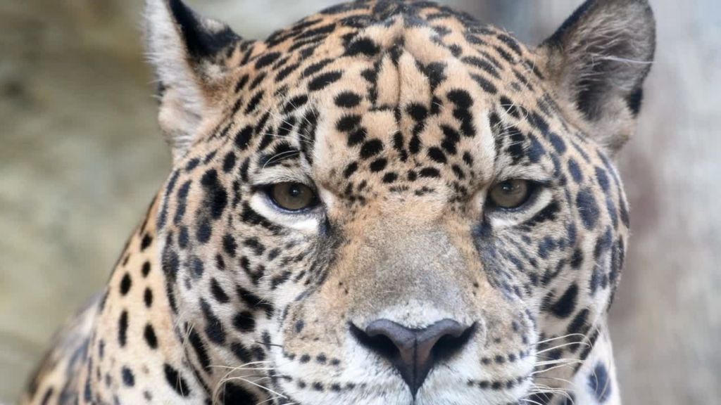 jaguar-panthera-onca-6