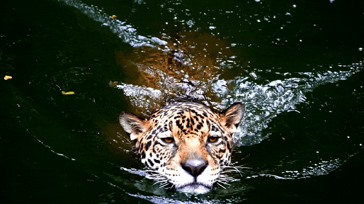 Jaguar Panthera onca - GIF South America