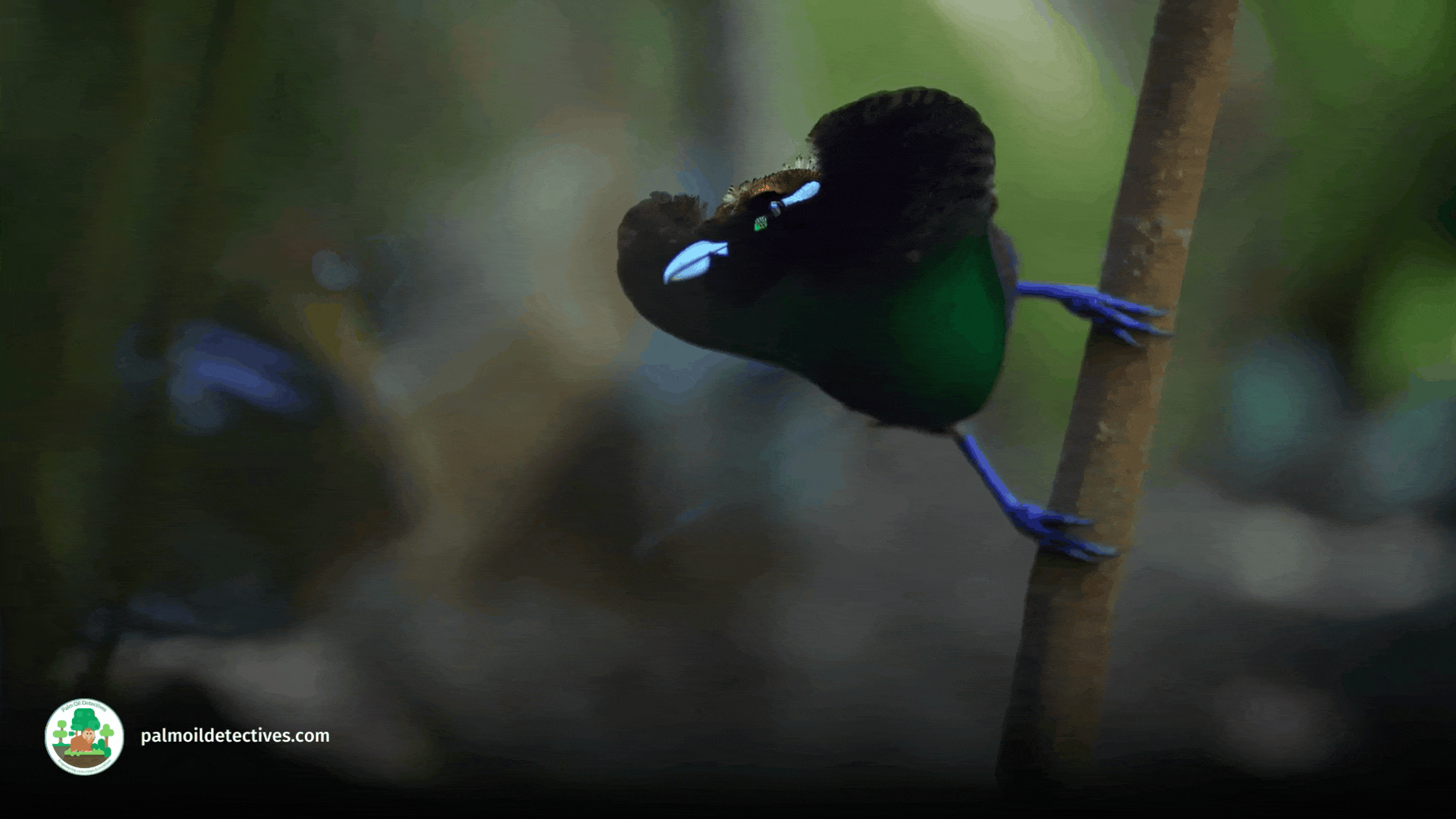 Magnificent Bird of Paradise by Getty Images video