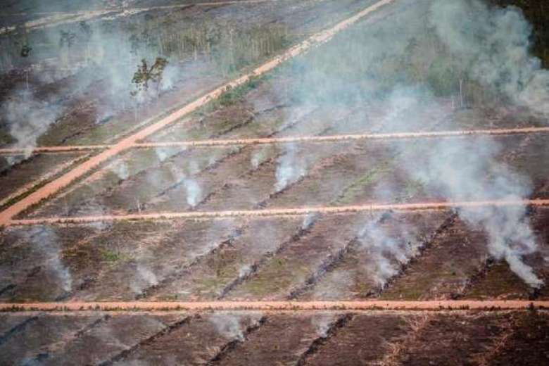 Completely barren wasteland in Merauke, Papua New Guinea. Photo by Nanang Sujana for Grain