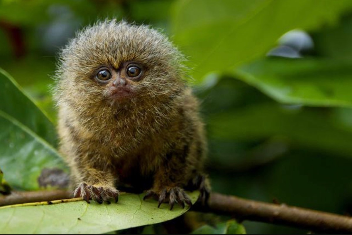 Pygmy Marmoset Cebuella niveiventris and Cebuella&nbsp;pygmaea