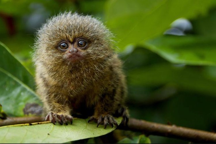 Pygmy Marmoset Cebuella niveiventris and Cebuella pygmaea - Image by Day Donaldson, Flickr
