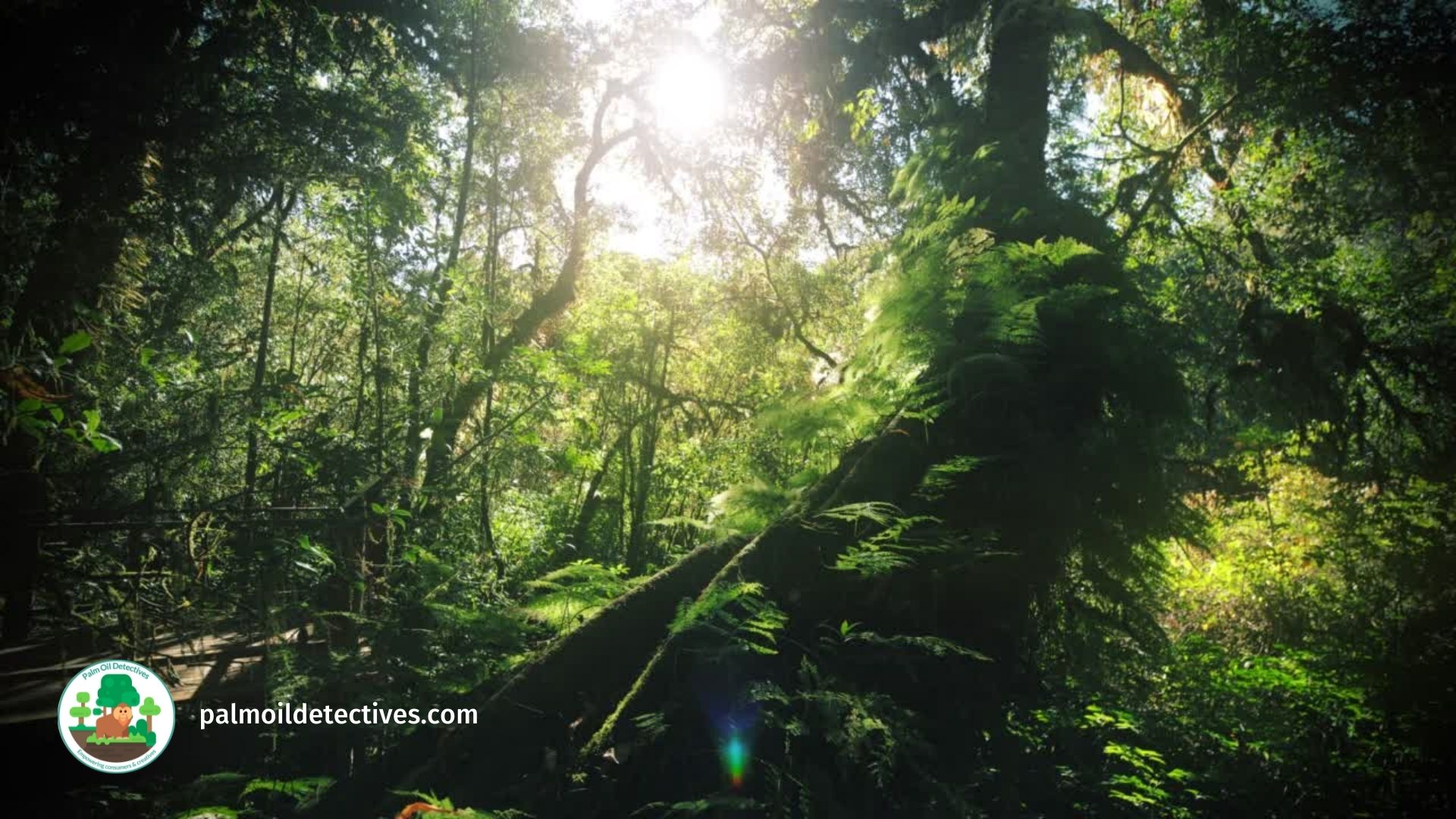 pristine rainforest with dappled light