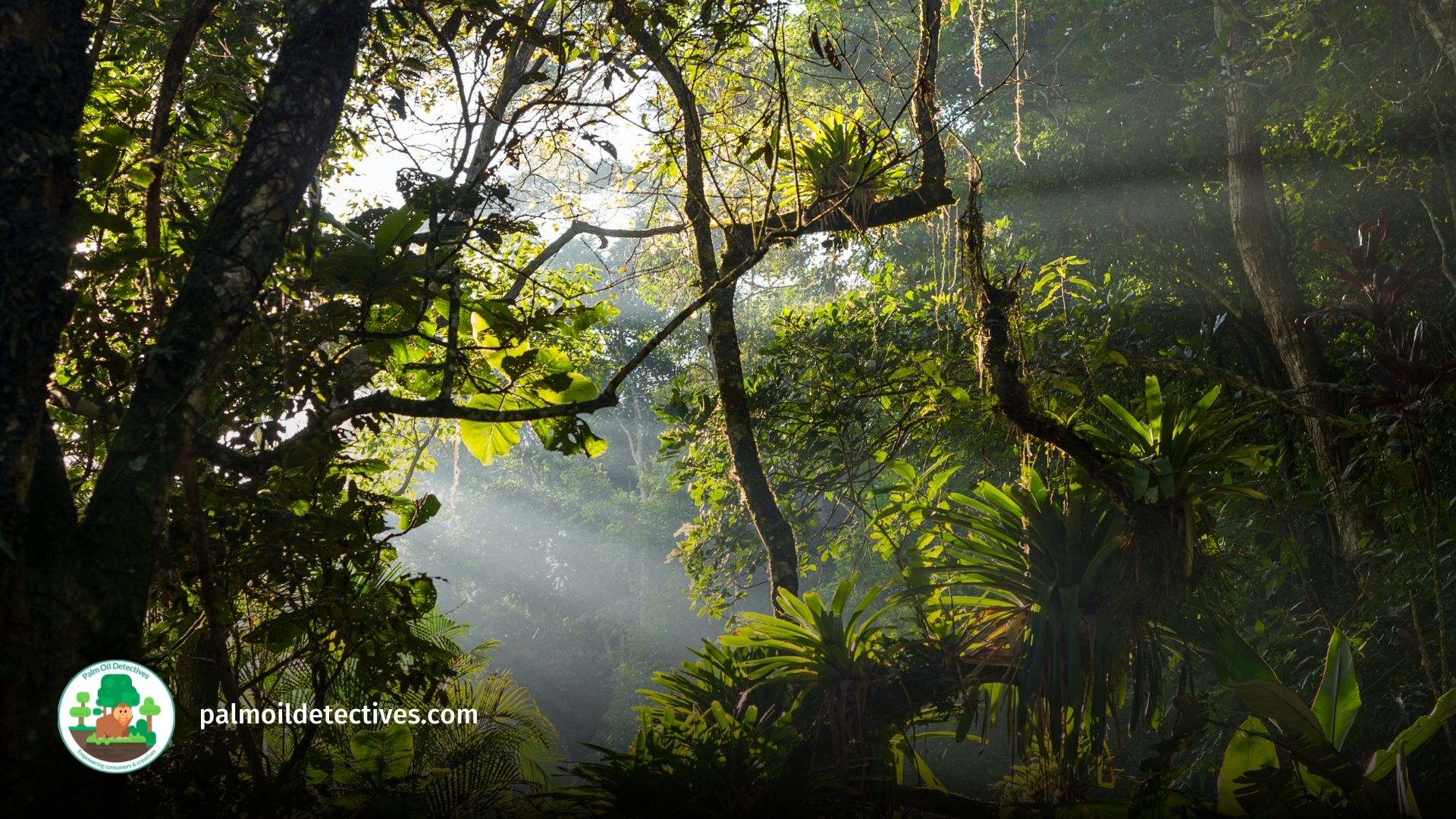 pristine rainforest with dappled light