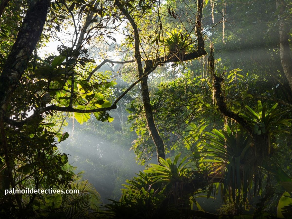 Around 25% of Africa’s Land is Damaged: This is How We Fix&nbsp;It!