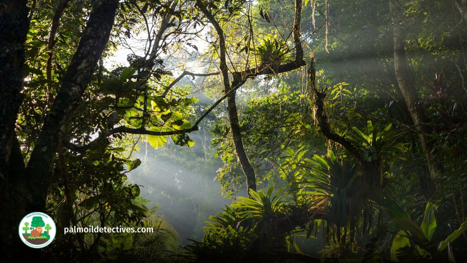 pristine rainforest with dappled light