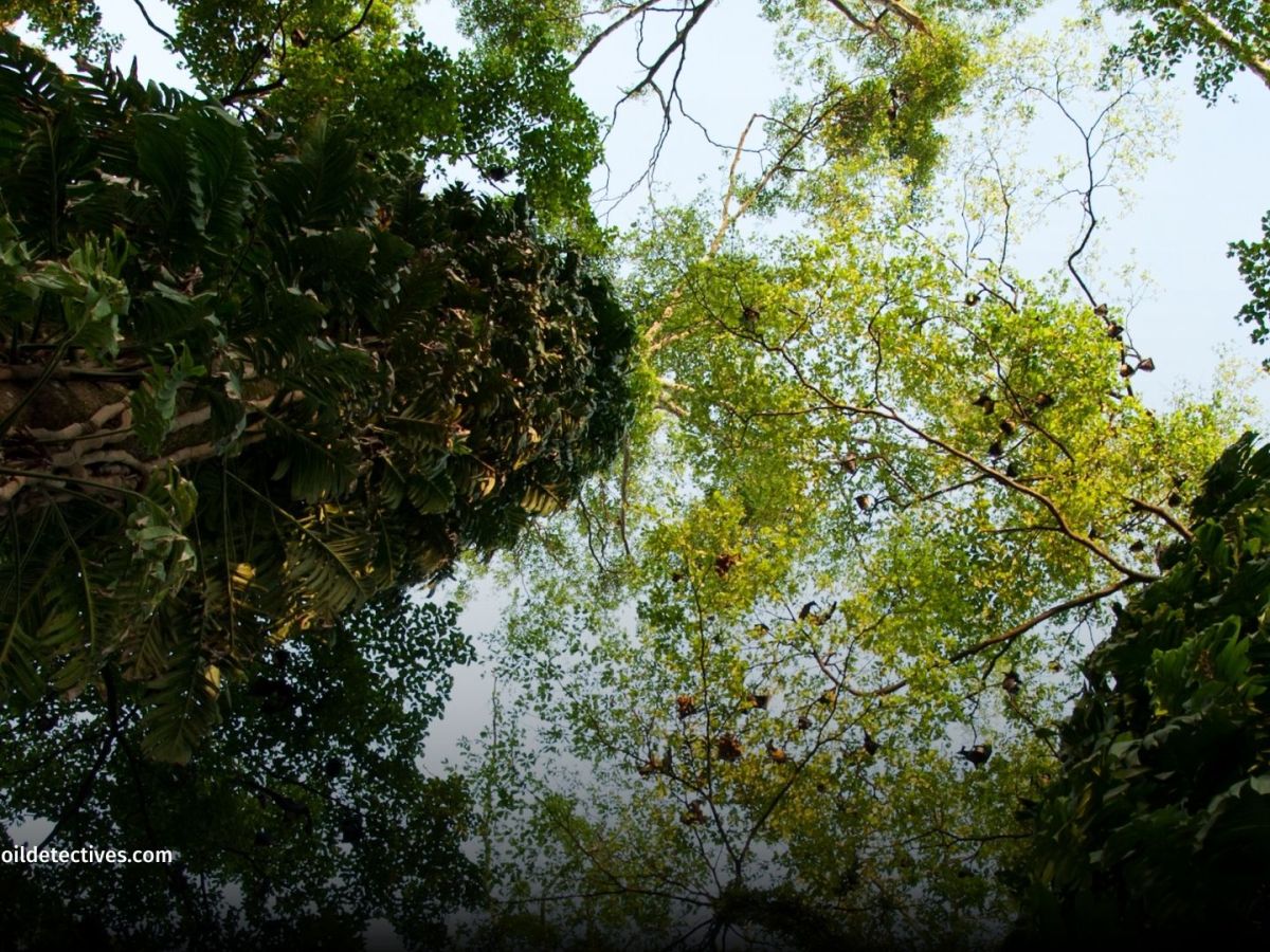 300,000 Trees Tracked: Are Losing Their Power to Help&nbsp;Us