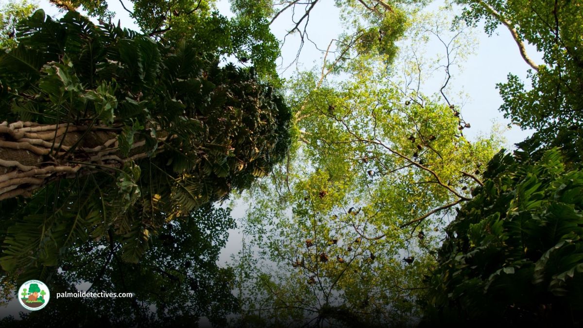 300,000 Trees Tracked: Are Losing Their Power to Help&nbsp;Us