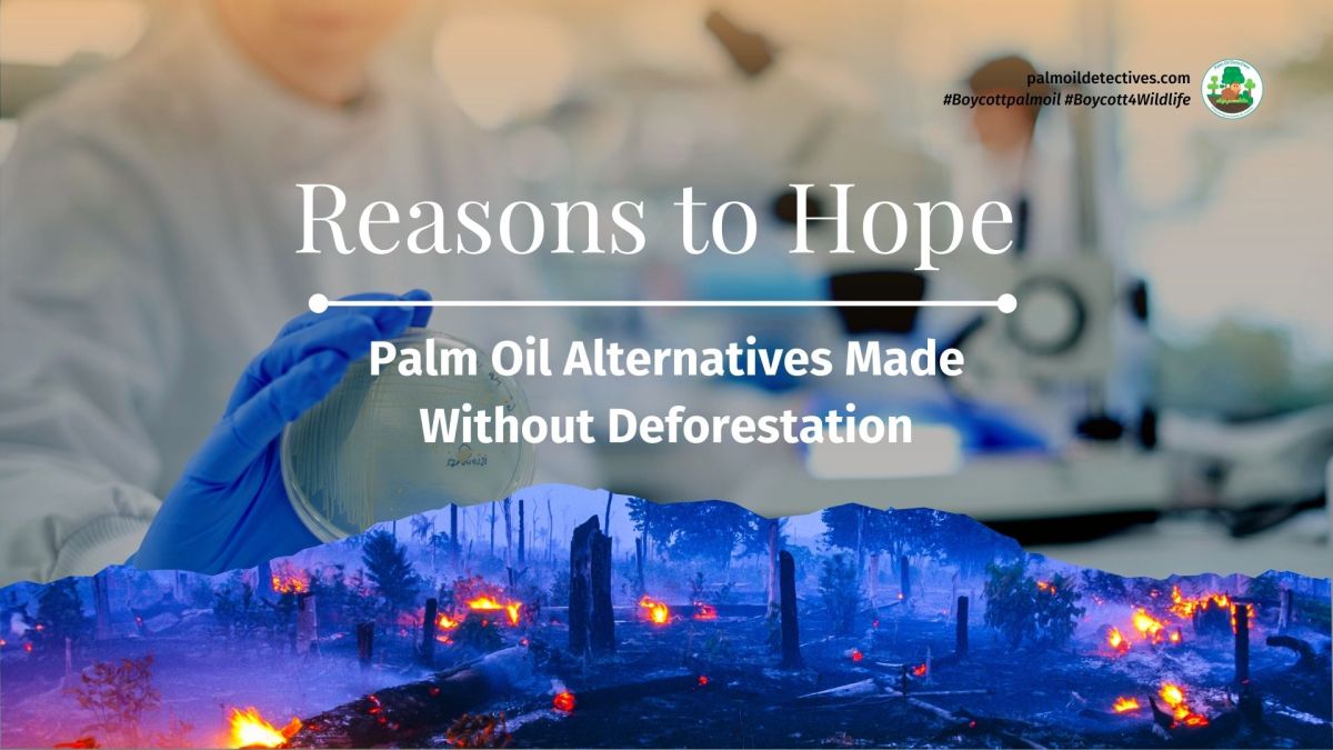 Reasons to Hope: Palm Oil Alternatives Made Without&nbsp;Deforestation
