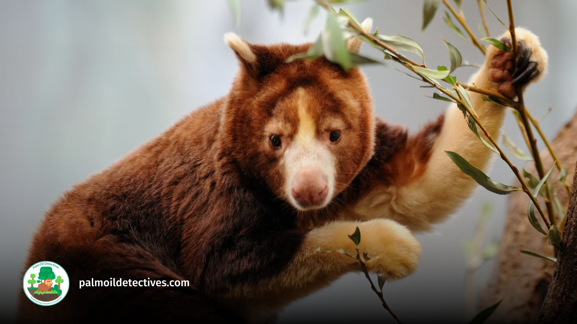 Huon Tree Kangaroo (Dendrolagus matschiei) Endangered species from the Huon Peninsula, Papua New Guinea.