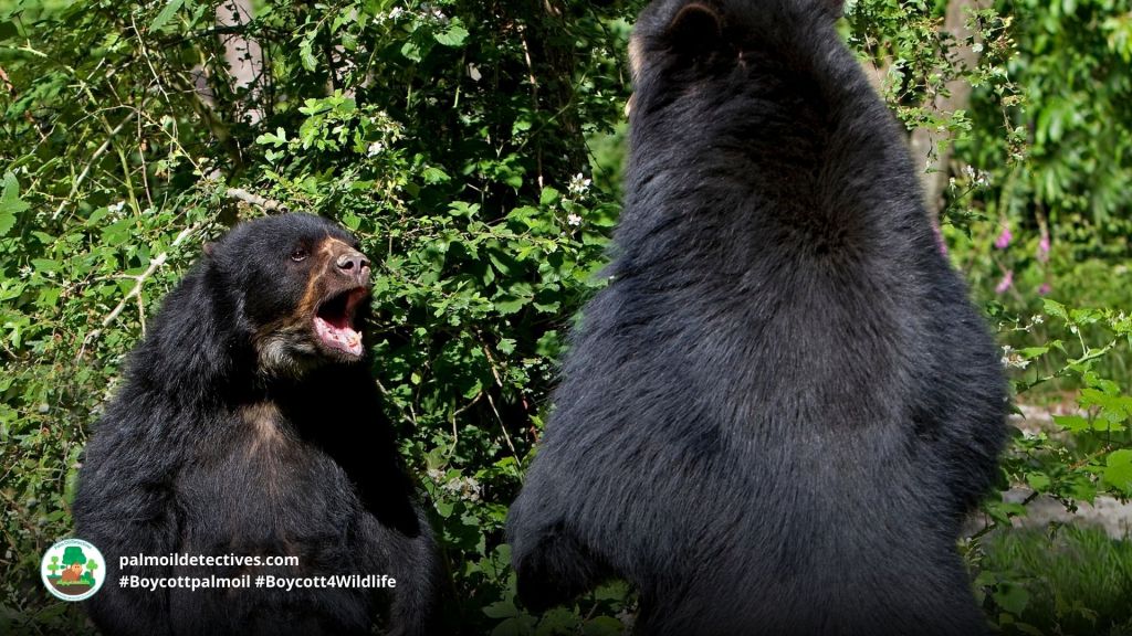 Adult male spectacled bears fighting by Slow Motion GLI on Getty Images