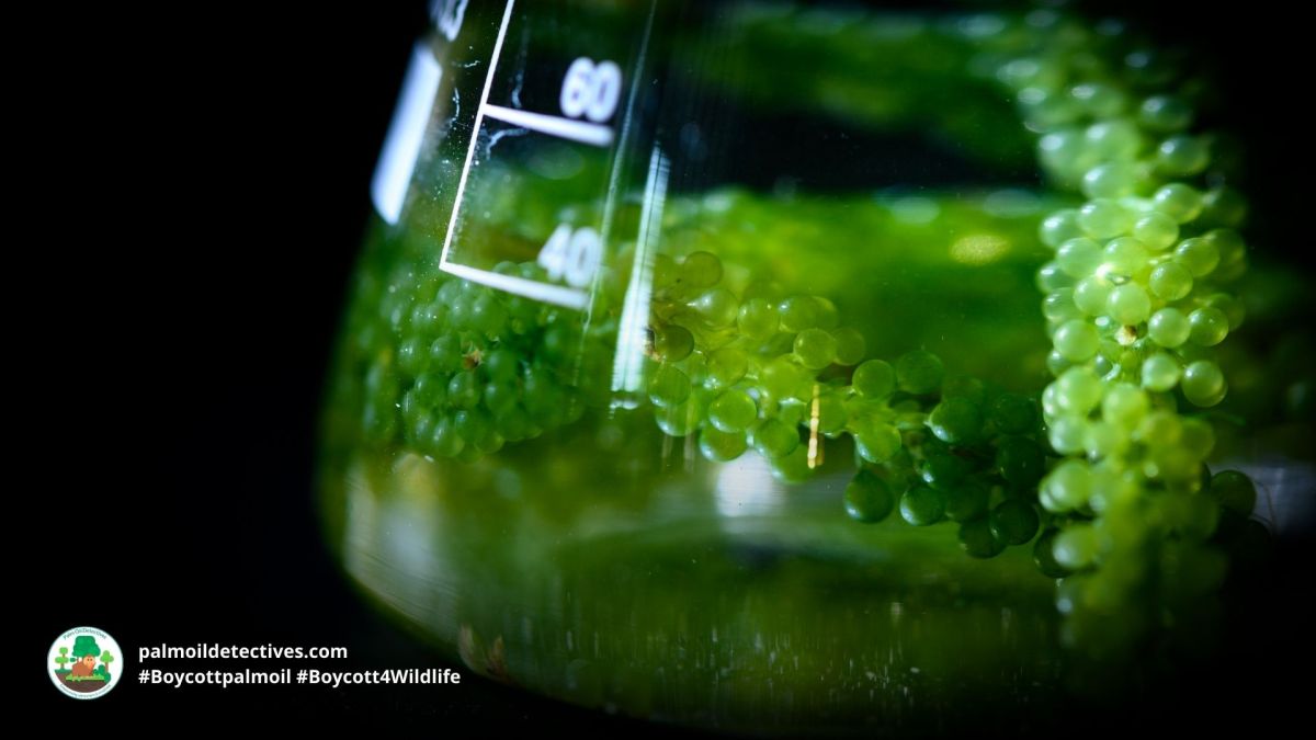 Palm oil substitutes can offer beleaguered rainforests a fighting&nbsp;chance