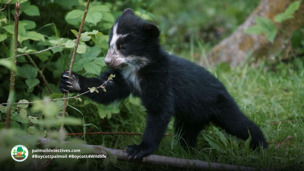 Baby spectacled bear by Slow Motion GLI for Getty Images
