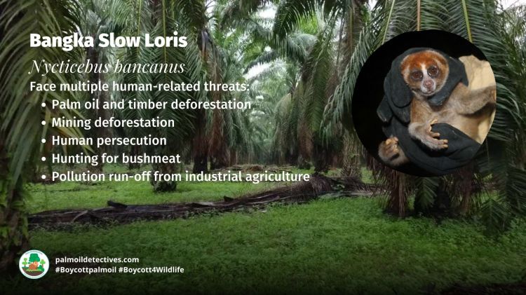 Bangka Slow Loris Nycticebus bancanus