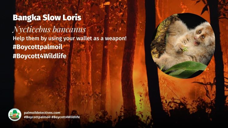 Bangka Slow Loris Nycticebus bancanus