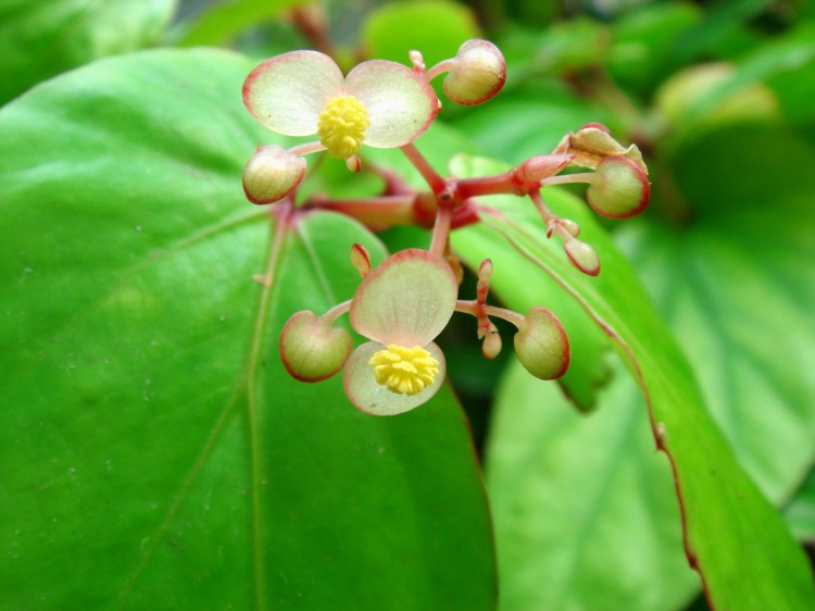 Begonia Isoptera in Hiroshima Botanical Gardens 2008. http://tropicalflowers.la.coocan.jp/Begoniaceae/Begonia%20isoptera/DSC01021.JPG