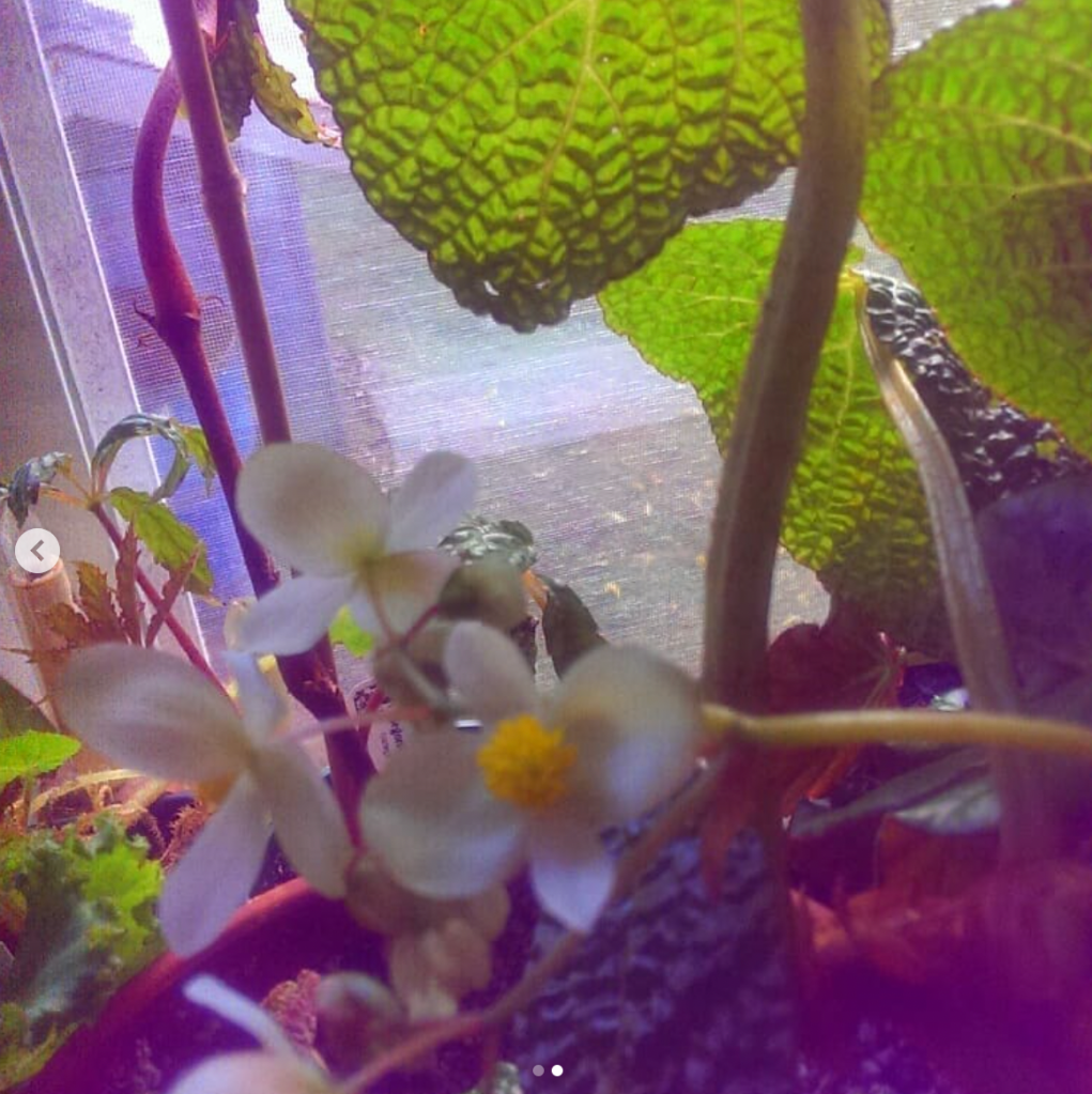 Mel Lumby's Begonia moysesii in bloom 