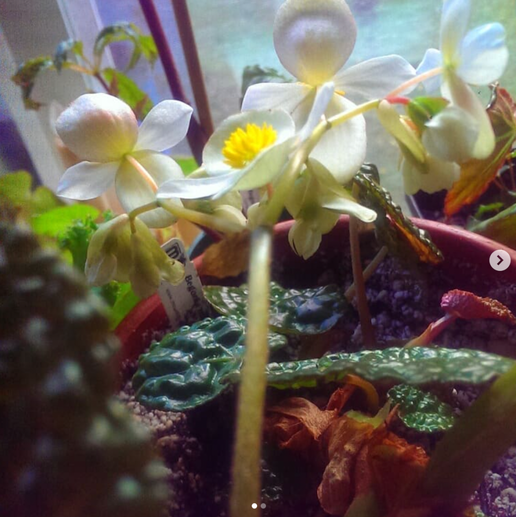 Mel Lumby's Begonia moysesii in bloom