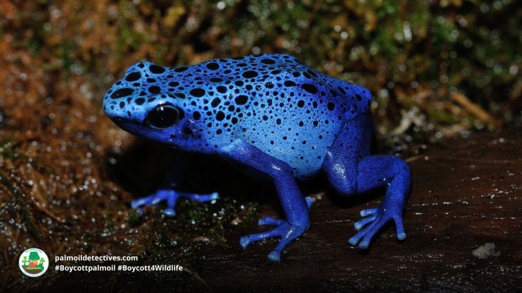 Blue poison dart frog by Zoological Consult for Getty Images