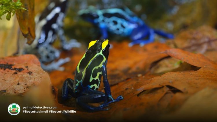Blue poison dart frogs by Aleksei Stemmer for Getty Images