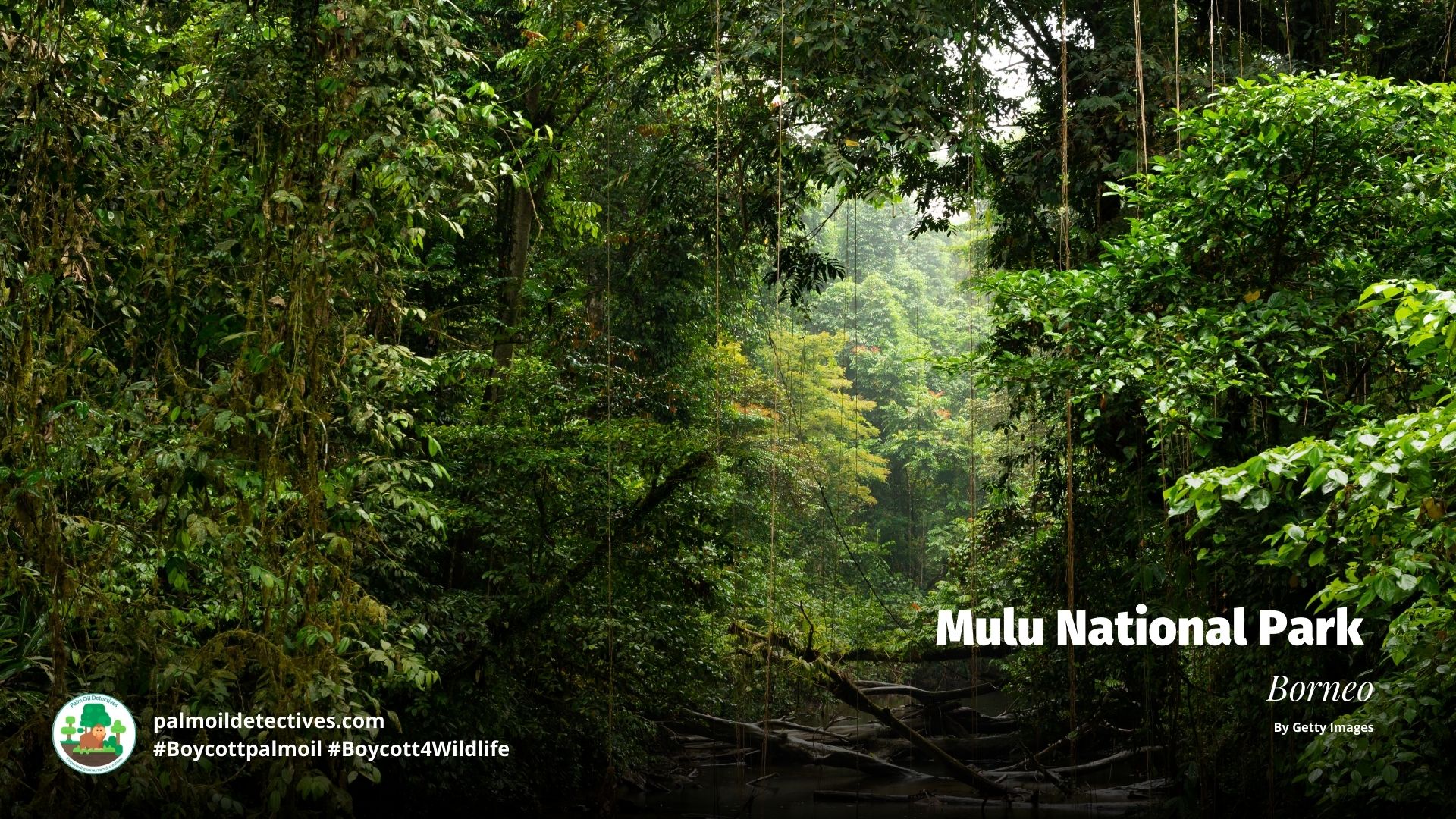Mulu National Park, Borneo by Getty Images
