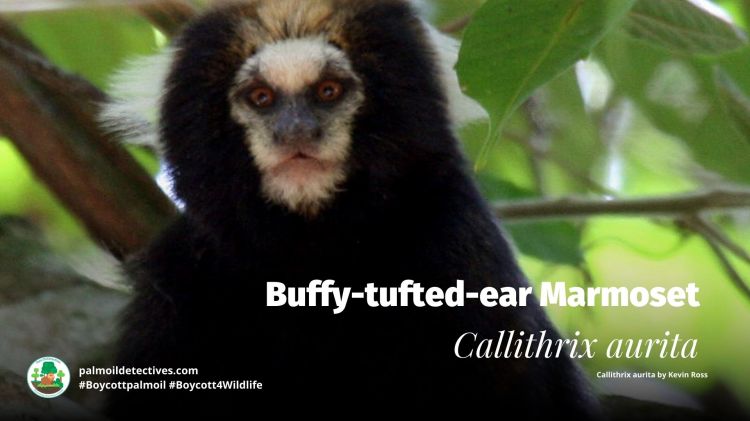 Buffy-tufted-ear Marmoset Callithrix aurita - South America