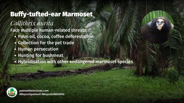 Buffy-tufted-ear Marmoset Callithrix aurita - South America