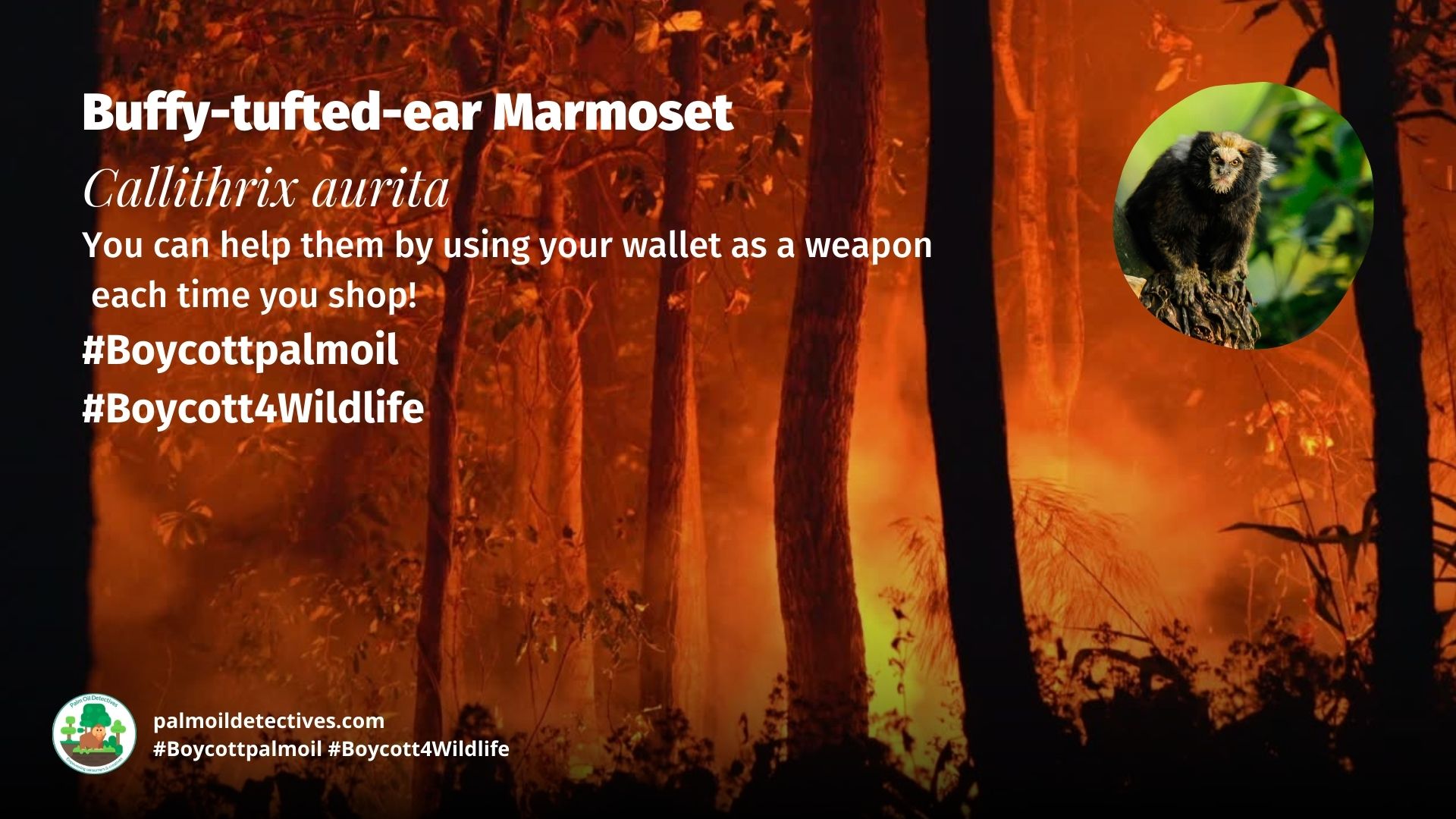 Buffy-tufted-ear Marmoset Callithrix aurita - South America