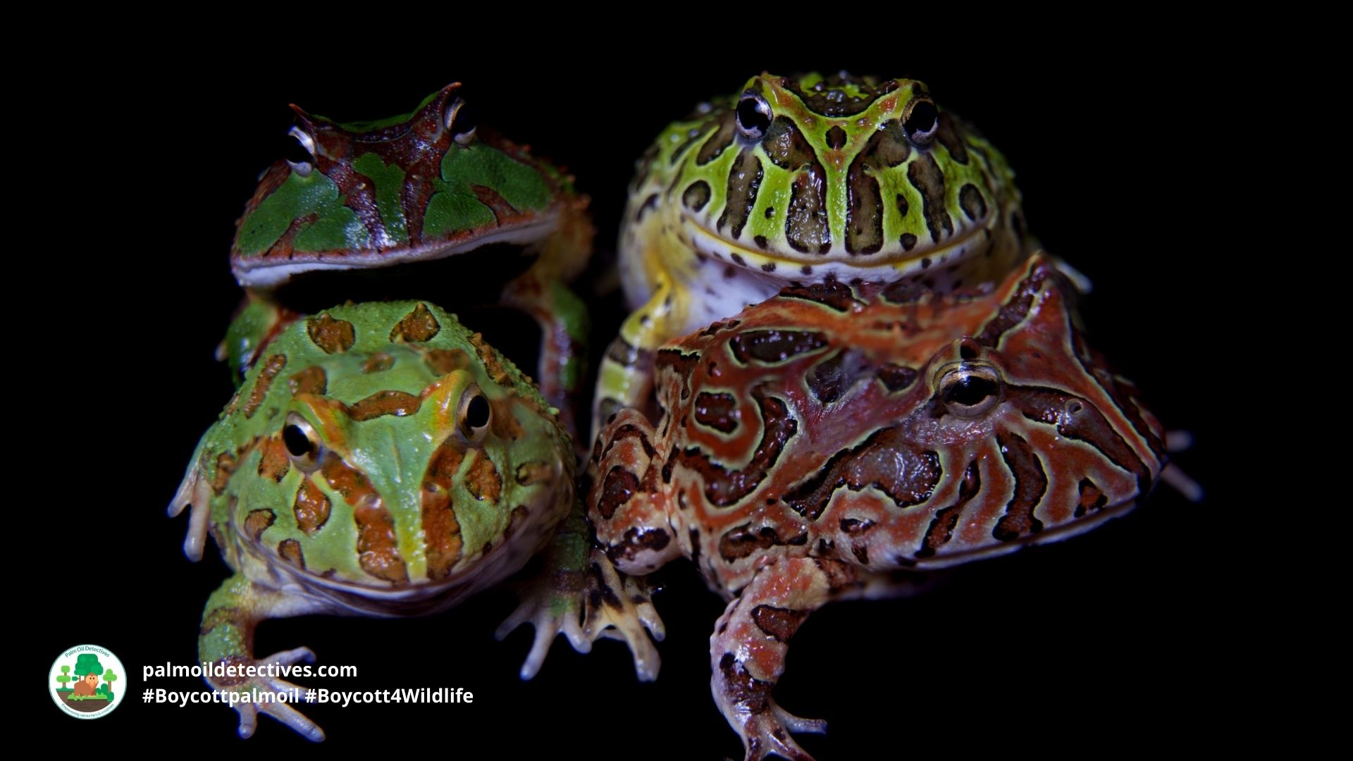 Ceratophrys genus by Farinosa on Getty Images