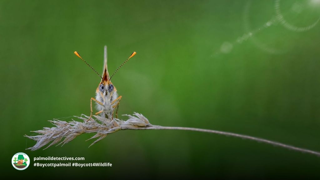 Curious by Mustafa Ozturk on Getty Images