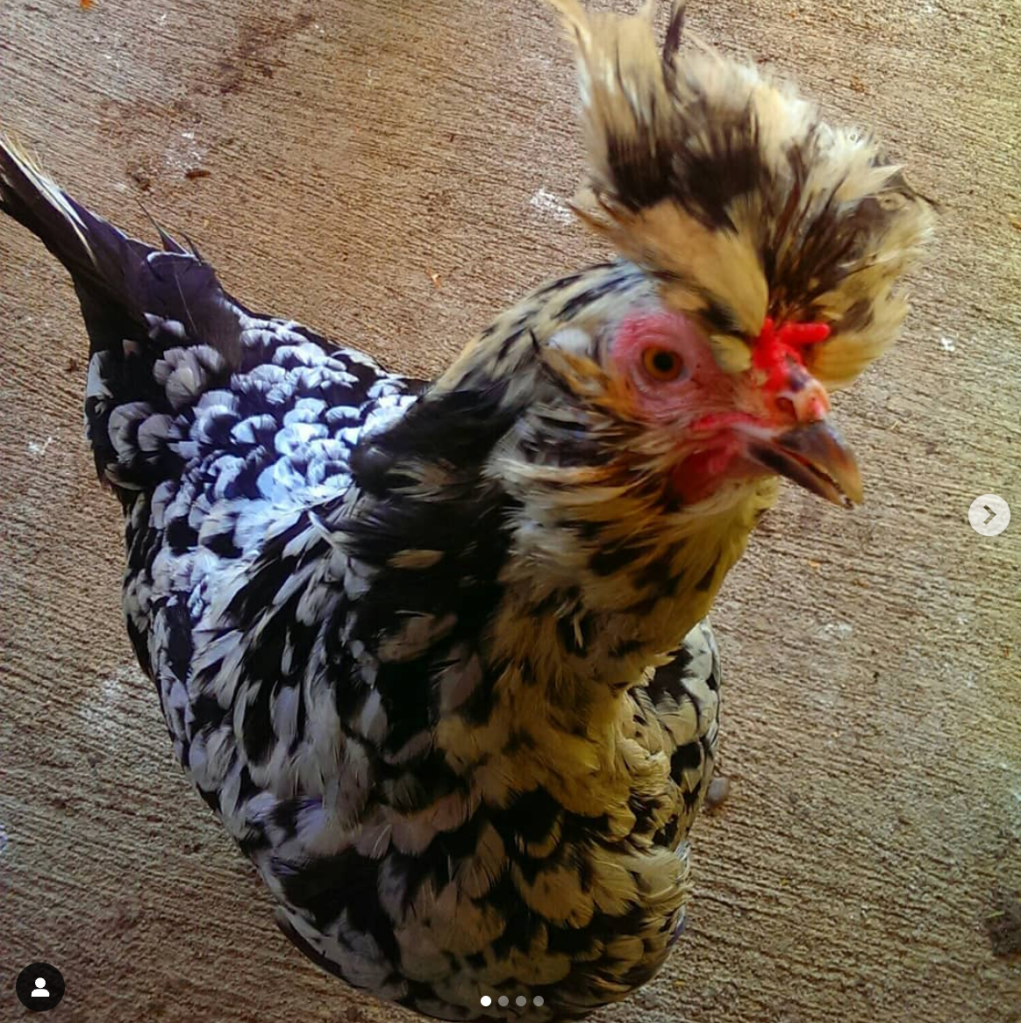 Photo from Mel Lumby's instagram: Ellie is a mottled houdan AKA a cartoon chicken. She is the funniest bravest hen i have ever known - I truly love her independent attitude, she really is her own hen! 