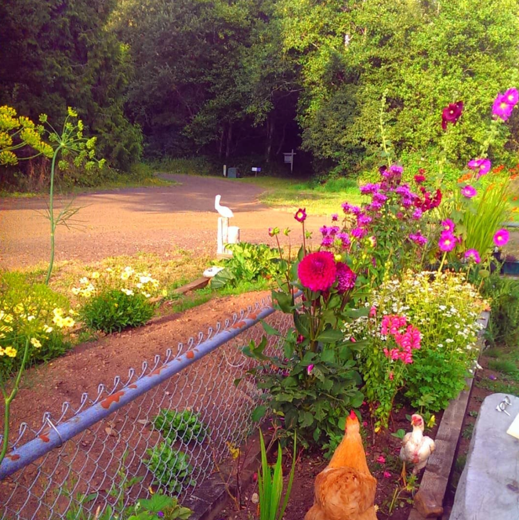 Mel Lumby's Instagram: Evey Big Buff and Eloise Little Miss, two of my buddies hanging out in the garden bed.