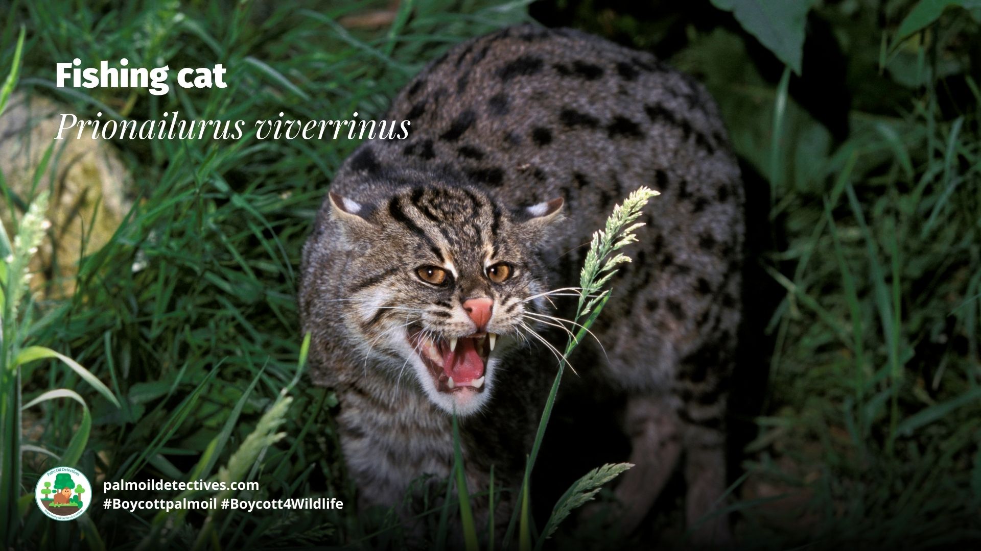 Fishing Cat Prionailurus viverrinus