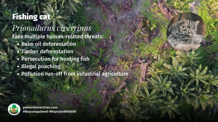 Fishing Cat Prionailurus viverrinus - Threats