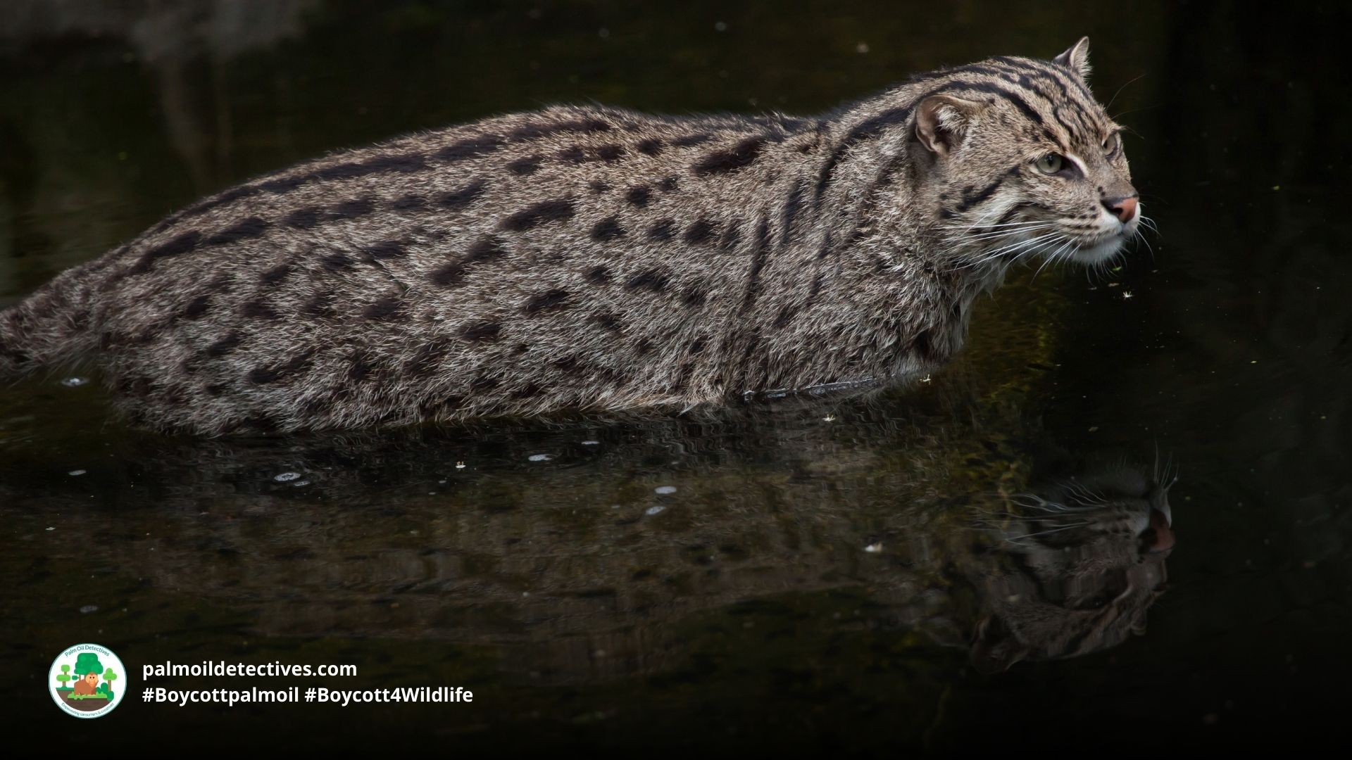 Fishing Cat Prionailurus viverrinus - Asia