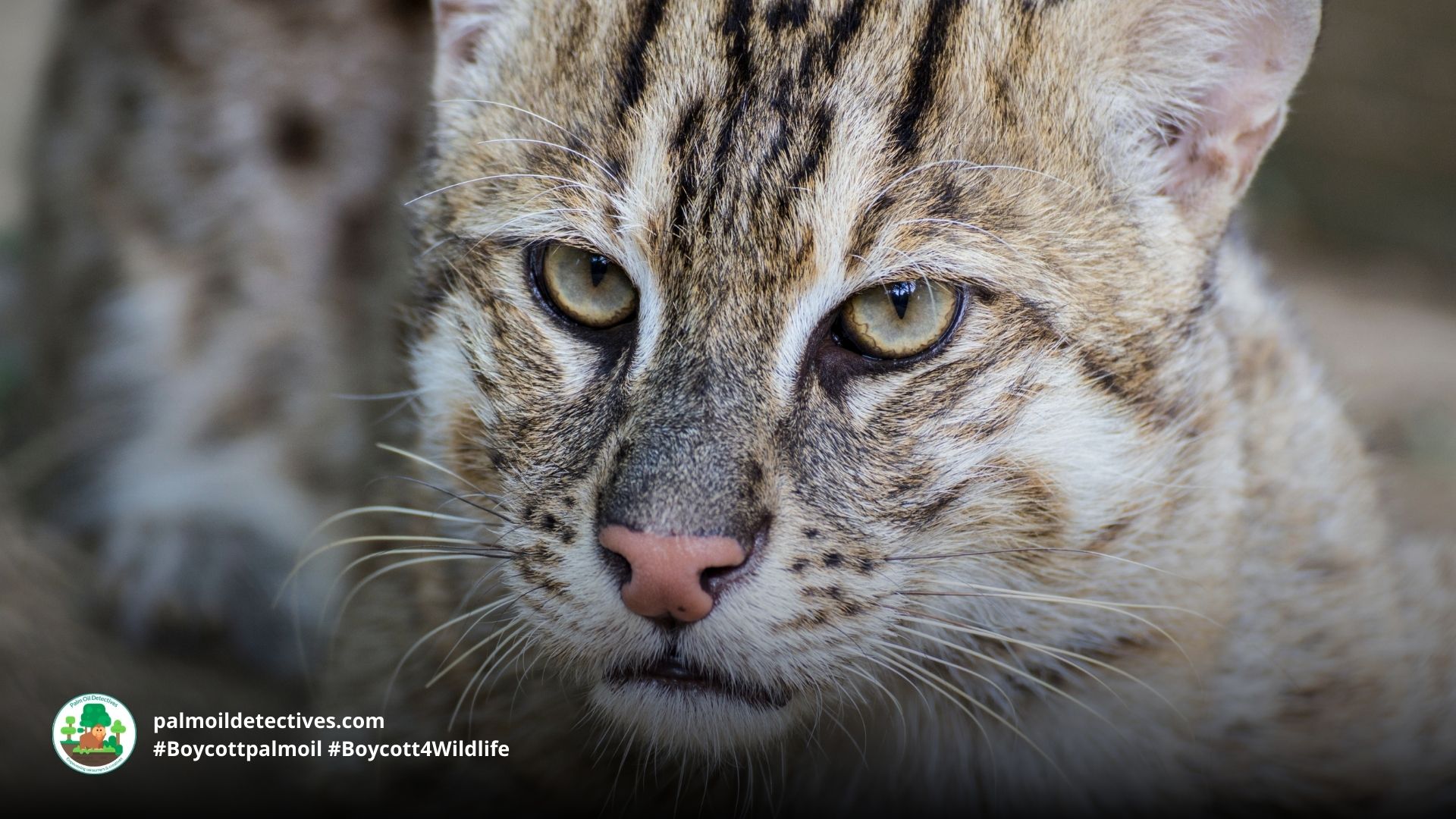 Fishing Cat Prionailurus viverrinus - Asia