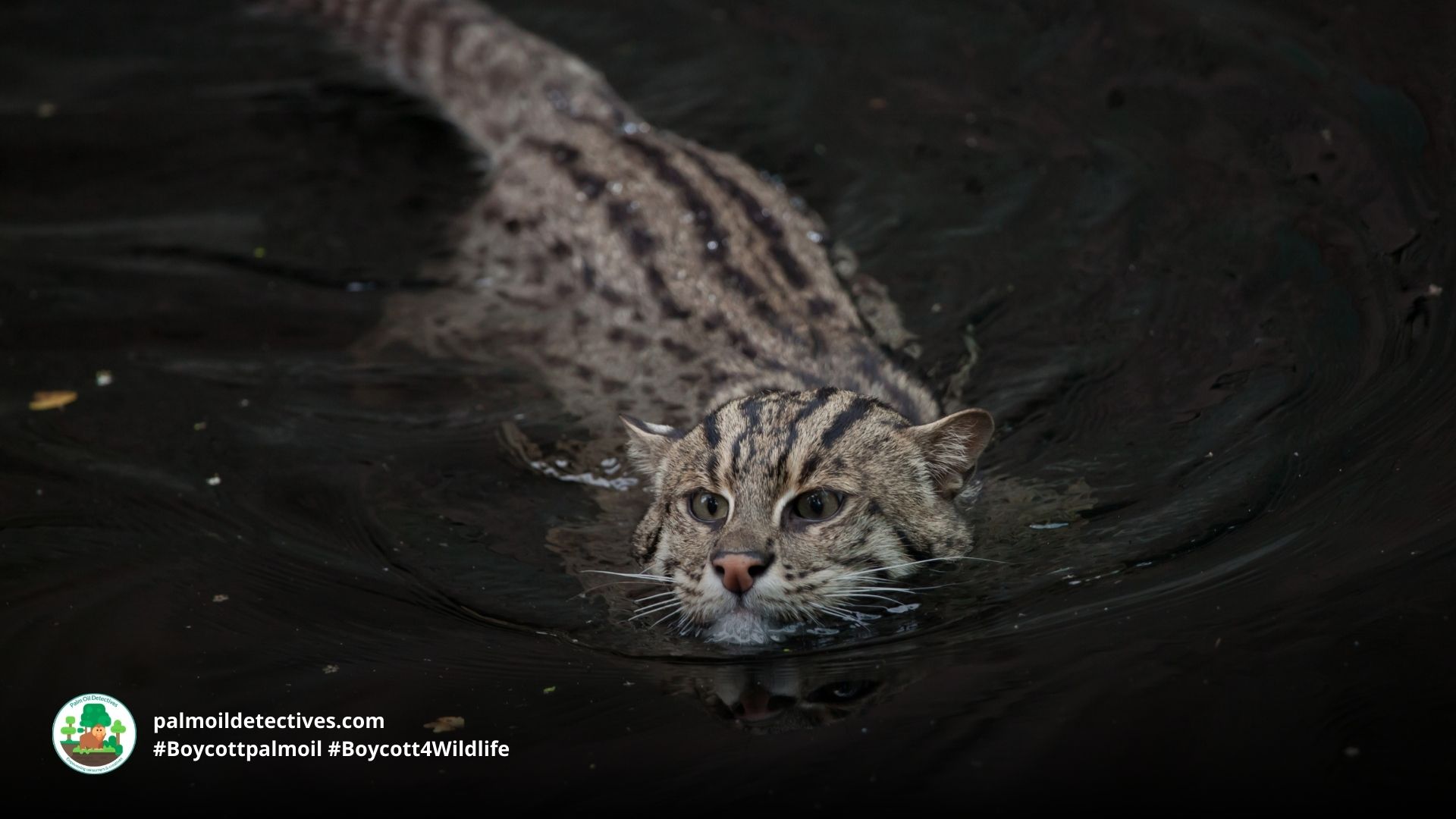 Fishing Cat Prionailurus viverrinus - Asia