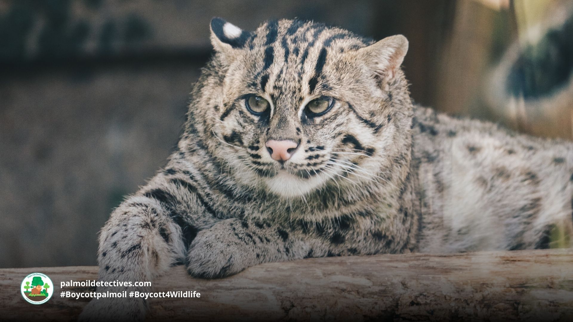 Fishing Cat Prionailurus viverrinus - Asia